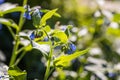 Blue and pink flowers prickly comfrey are on a beautiful blurred green background