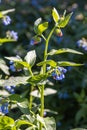 Blue and pink flowers prickly comfrey are on a beautiful blurred green background