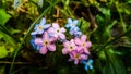 Blue and pink forget-me-not flowers Royalty Free Stock Photo