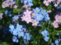 Blue and pink forget-me-not flowers Royalty Free Stock Photo