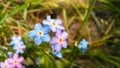 Blue and pink forget-me-not flowers Royalty Free Stock Photo