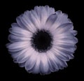 Blue-pink gerbera flower black isolated background with clipping path. Closeup. no shadows. For design Royalty Free Stock Photo