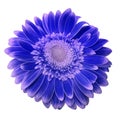 Blue-pink gerbera flower on a white isolated background with clipping path. Closeup. For design. Royalty Free Stock Photo