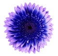 Blue-pink gerbera flower on a white isolated background with clipping path. Closeup. For design. Royalty Free Stock Photo