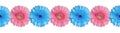 Blue and pink gerbera flowers border on white background isolated close up, gerber flower seamless pattern, decorative frame line Royalty Free Stock Photo