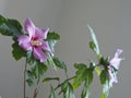 Blue-pink hibiscus flowers on a gray background. Congratulatory background with place for text Royalty Free Stock Photo