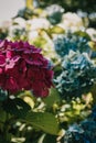 Blue and pink hidrangea in garden in summer