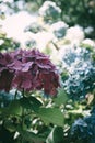 Blue and pink hidrangea in garden in summer