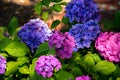 Blue and pink hortensia flowers with green leaves taken in a shadow part of a graveyard in MalmÃÂ¶, Sweden Royalty Free Stock Photo