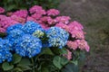 Blue and Pink Hortensia Flowers, Hydrangea in a Garden Royalty Free Stock Photo