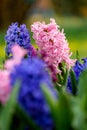 Blue and pink hyacinth close up in Holland garden , spring time flowers Royalty Free Stock Photo