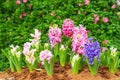 Blue and pink hyacinths bloom beautifully in the garden