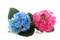 Blue and pink Hydrangea