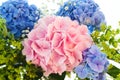 Blue and pink hydrangea Royalty Free Stock Photo