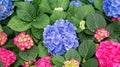 Blue and pink hydrangea flower in a garden Royalty Free Stock Photo