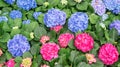 Blue and pink hydrangea flower in a garden Royalty Free Stock Photo