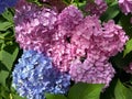 Blue and Pink Hydrangea Flower and Green Leaves in June Royalty Free Stock Photo