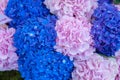 Blue and pink hydrangeas close-up. Bright hydrangea flowers natural background Royalty Free Stock Photo