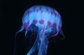 Blue Pink Jellyfish in dark background, beautiful animal. Royalty Free Stock Photo