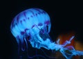 Blue Pink Jellyfish in dark background, beautiful animal. Royalty Free Stock Photo