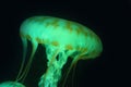 Blue Pink Jellyfish in dark background, beautiful animal.