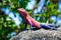 Blue pink lizard