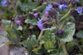 Blue and pink lungwort flowers Pulmonaria saccharata Mrs Moon, Bethlehem sage blooming in spring with variegated green foliage Royalty Free Stock Photo