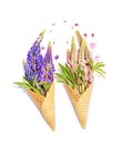 Lupine flowers in waffle cones Royalty Free Stock Photo