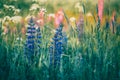 Blue and pink lupines in a summer field, Russia Royalty Free Stock Photo