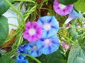 Blue and pink Morning Glory flowers Royalty Free Stock Photo