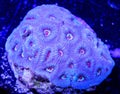 Blue with Pink Mouth Brain Coral