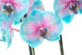 Blue and pink orchid blooming isolated on a white background
