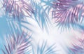 Blue and Pink Palm Tree Leaves on White Background