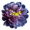 Blue-pink peony flower with yellow stamens on an isolated white background with clipping path. Closeup no shadows. For design. Royalty Free Stock Photo