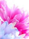 Blue Pink Purple Fusia Lavender Gerbera Daisy Flower Royalty Free Stock Photo