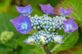Blue, Pink and Purple Hydrangea Flower in Green Leaves Royalty Free Stock Photo