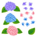 Blue, Pink and Purple Hydrangea Flower on White Background. Vector Illustration Royalty Free Stock Photo