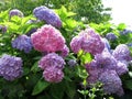 Blue. Pink and Purple Hydrangea Flowers in Spring Royalty Free Stock Photo