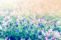 Blue and pink Torenia flower blossom in color filter Royalty Free Stock Photo