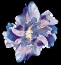 Blue-pink   tulip.  Flower on black  isolated background with clipping path.  For design.  Closeup. Royalty Free Stock Photo