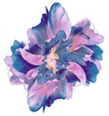 Blue-pink   tulip.  Flower on white isolated background with clipping path.  For design.  Closeup. Royalty Free Stock Photo