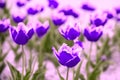 Blue pink vintage Terry tulips Royalty Free Stock Photo