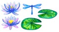 Blue pink water lilies and green leaves and dragonfly. Set of elements. Hand drawn watercolor illustration. Isolated on white