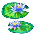 Blue pink water lilies on green leaves. Hand drawn watercolor illustration. Isolated on white background