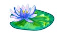 Blue pink water lily on green leaf. Hand drawn watercolor illustration. Isolated on white background.