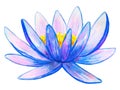 Blue pink water lily. Hand drawn watercolor illustration. Isolated on white background