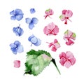 Blue and pink watercolor hydrangea floral design set. Royalty Free Stock Photo