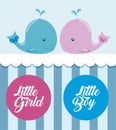 blue and pink whales with little girl and boy labels