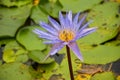 Blue Pink, yellow, pink lotuses and bees eat lotus pollen in full bloom in Chatuchak Park pond Bangkok, Thailand