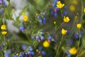 Blue, pink and yellow wildflowers called virginia bluebells Royalty Free Stock Photo